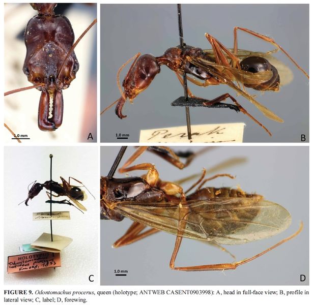 File:Satria et al. 2015 Odontomachus procerus queen.jpg