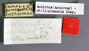 Aenictus-philippinensisLabe.jpg