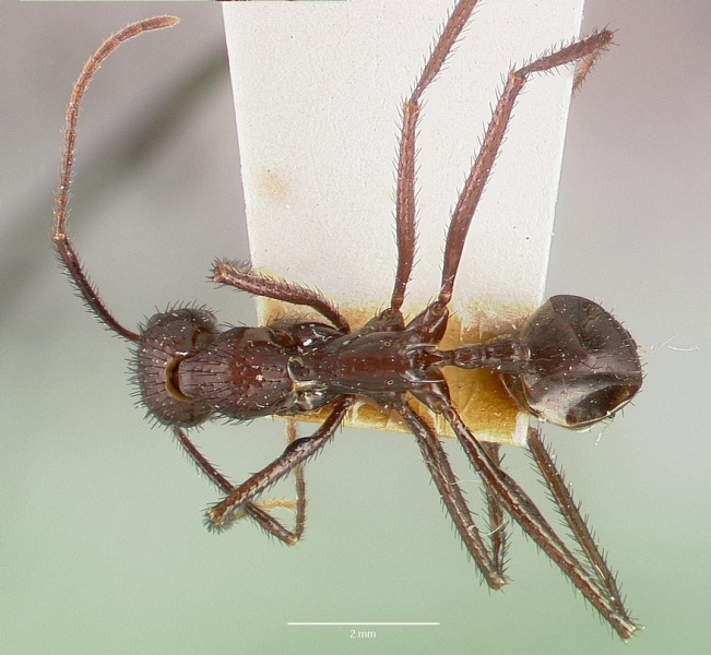 File:Aphaenogaster lustrans castype06885 dorsal 1.jpg