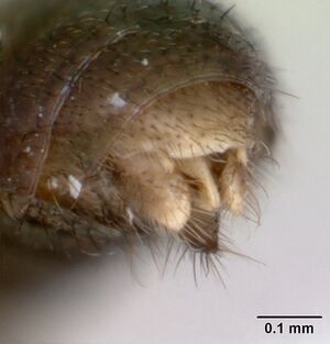 Prionopelta punctulata casent0173508 profile 3.jpg
