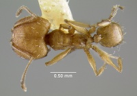 MCZ-ENT00022806 Pheidole mimula had.jpg