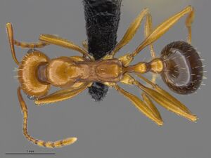 MCZ-ent00668239 Aphaenogaster uinta had.JPG