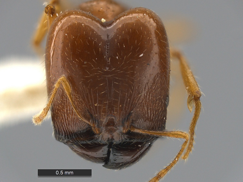 File:Pheidole-aana-MCZ001HHolotype.jpg