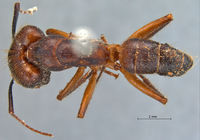 Camponotus-misturus-fornaronis-am-lg.jpg