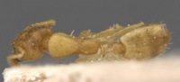 Monomorium biroi casent0908691 d 1 high.jpg