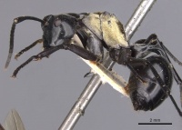 Polyrhachis horni casent0905539 p 1 high.jpg