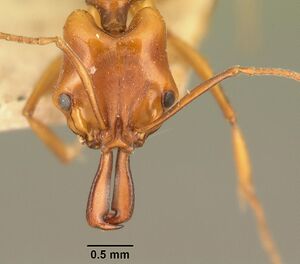 Anochetus madagascarensis casent0101579 head 1.jpg