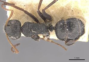 Camponotus emeryodicatus casent0910751 d 1 high.jpg