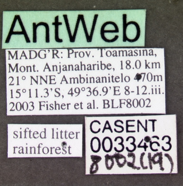 File:Anochetus grandidieri casent0033463 label 1.jpg