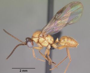 Anochetus madagascarensis casent0104544 profile 2.jpg