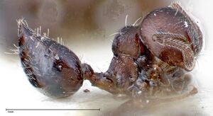 Crematogaster peristerica focol0251-2 p 1 high.jpg