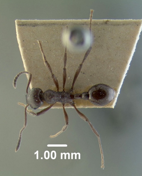 File:MCZ-ENT00020559 Myrmica pachei had.jpg