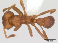 Mycocepurus goeldii casent0173988 dorsal 1.jpg