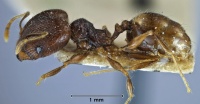 Pheidole anthracina side view