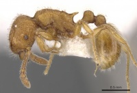 Tetramorium intonsum casent0901168 p 1 high.jpg