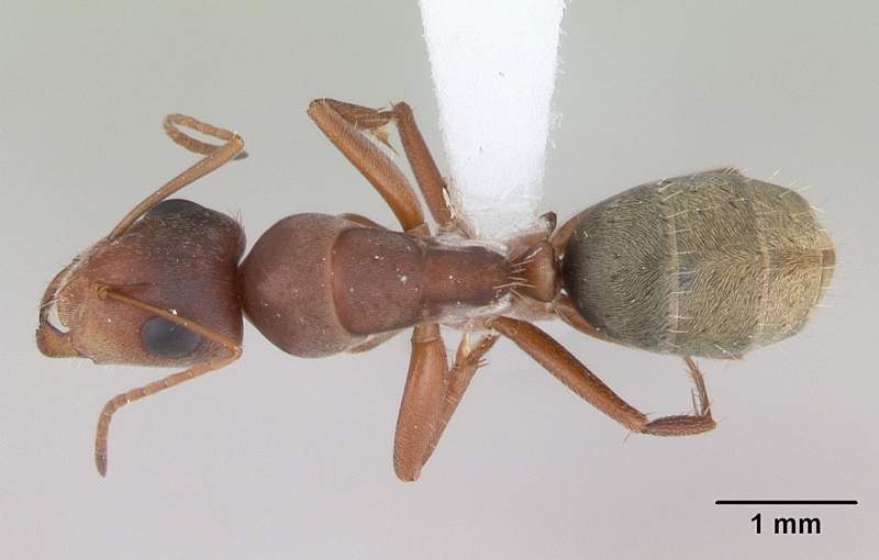 File:Camponotus crispulus casent0173409 dorsal 1.jpg