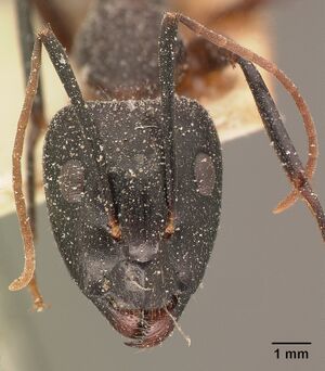 Camponotus maculatus casent0101111 head 1.jpg