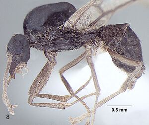 Lasius alienoflavus p male.jpg