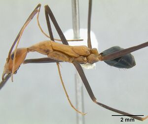 Leptomyrmex varians casent0011997 profile 1.jpg