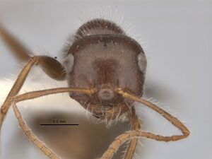 Melophorus lanuginosus minor head ANIC32-900145.jpg