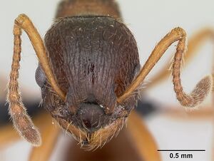 Myrmica ruginodis casent0080767 head 1.jpg