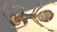 Camponotus fumidus casent0909992 d 1 high.jpg