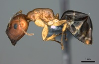 Camponotus polynesicus casent0187123 p 1 high.jpg