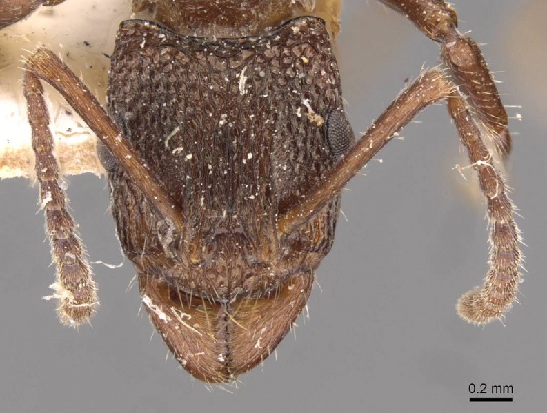 File:Rhytidoponera tasmaniensis casent0907157 h 1 high.jpg