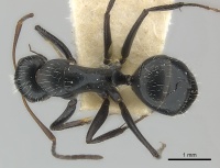 Camponotus andrei casent0217605 d 1 high.jpg