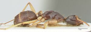 Camponotus peseshus focol2258 p 2 high.jpg