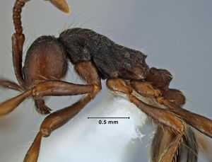 Aenictus aratus side view