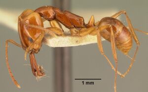 Anochetus madagascarensis casent0101663 profile 1.jpg