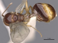 Aphaenogaster burri casent0900459 d 1 high.jpg