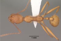 Aphaenogaster huachucana casent0102825 dorsal 1.jpg