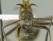 Polyrhachis-ypsilonH1.6x.jpg