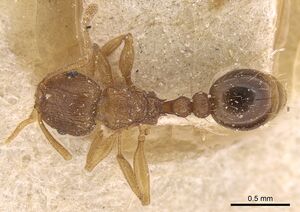 Tetramorium intextum casent0906136 d 1 high.jpg