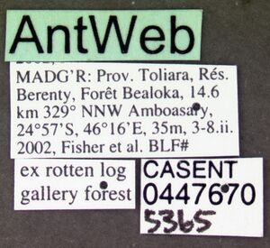 Anochetus madagascarensis casent0447670 label 1.jpg