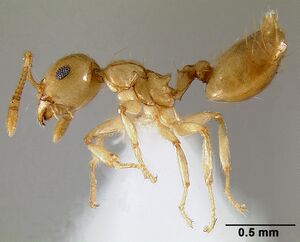 Crematogaster telolafy casent0419832 p 1 high.jpg