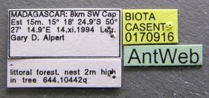 Aphaenogaster gonacantha casent0170916 label 1.jpg