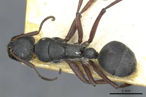 Camponotus sankisianus rmcaent000017813 d 1 high.jpg