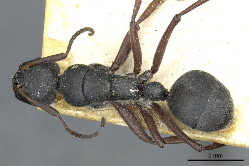 File:Camponotus sankisianus rmcaent000017813 d 1 high.jpg