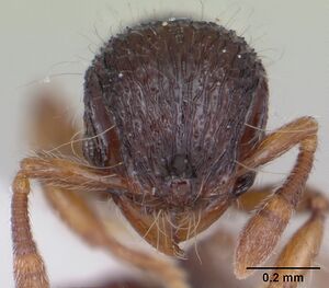 Lachnomyrmex plaumanni casent0173876 head 1.jpg