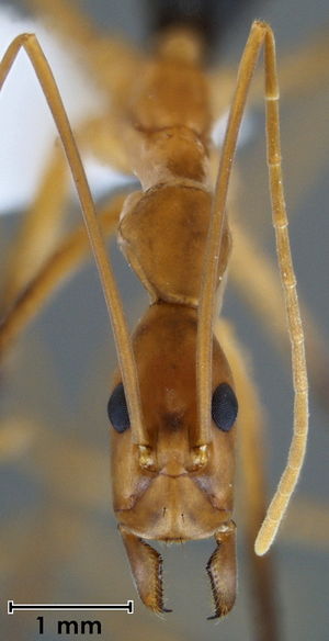 Leptomyrmex rufipes head view