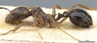 Aphaenogaster azteca casent0904168 p 1 high.jpg