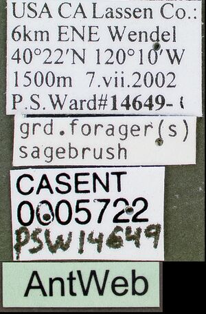 Aphaenogaster boulderensis casent0005722 label 1.jpg