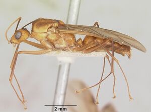 Camponotus maculatus casent0101355 profile 1.jpg