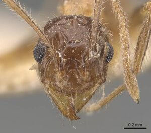 Pheidole mayri casent0907824 h 1 high.jpg