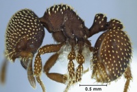 Calyptomyrmex danum side view