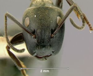 Camponotus-leonardiH3.2x.jpg