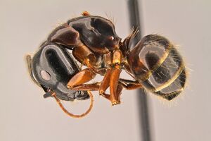 Camponotus-sansabeanus hal1-6.jpg